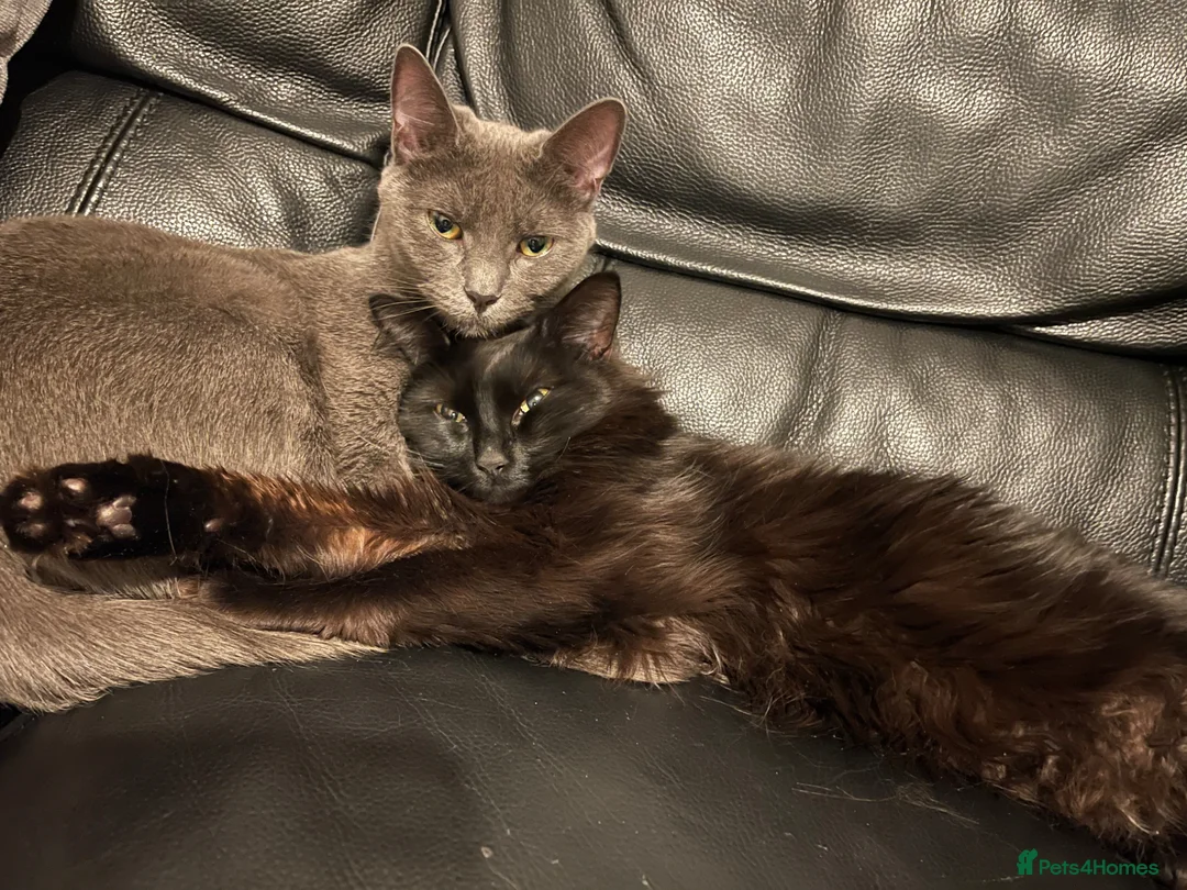 Maine Coon cats for sale: Beautiful happy kittens in London - Advert 1