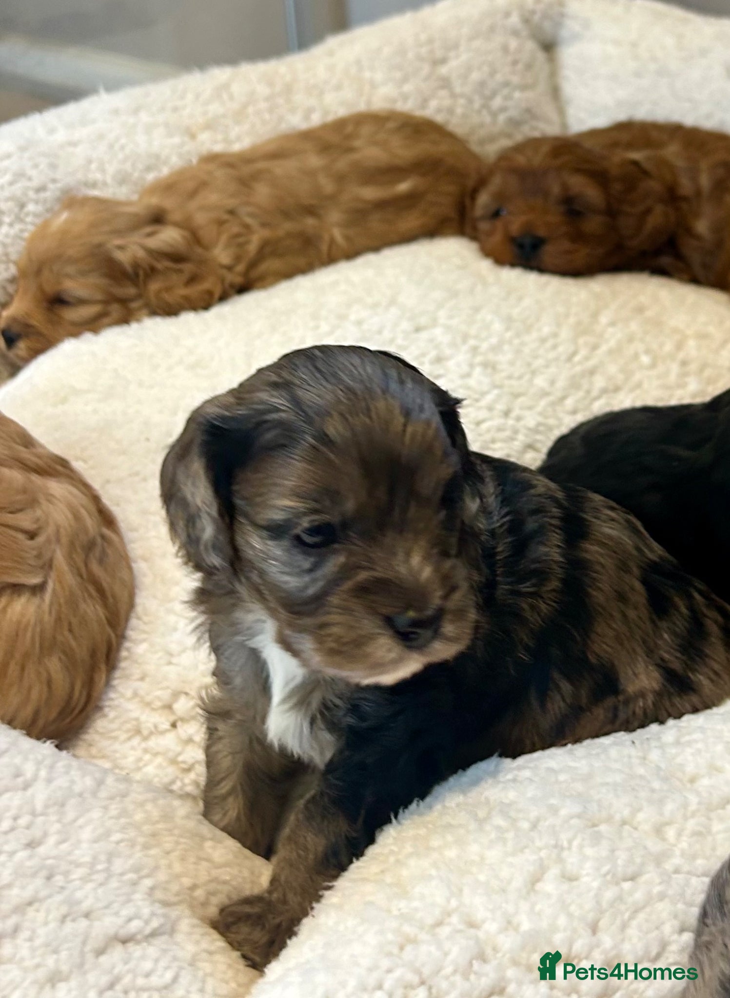 Cavapoo dogs F1 Cavapoo cuties extensively healthtested parents - Advert 1