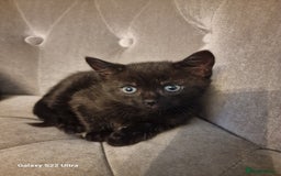 Mixed Breed cats for sale: ✨Adorable Kittens Ready for Their Forever Homes! ✨ - Advert 4