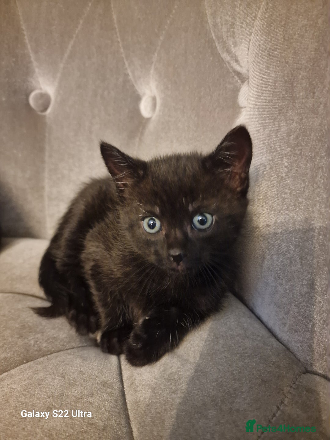 Mixed Breed cats for sale: ✨Adorable Kittens Ready for Their Forever Homes! ✨ - Advert 4