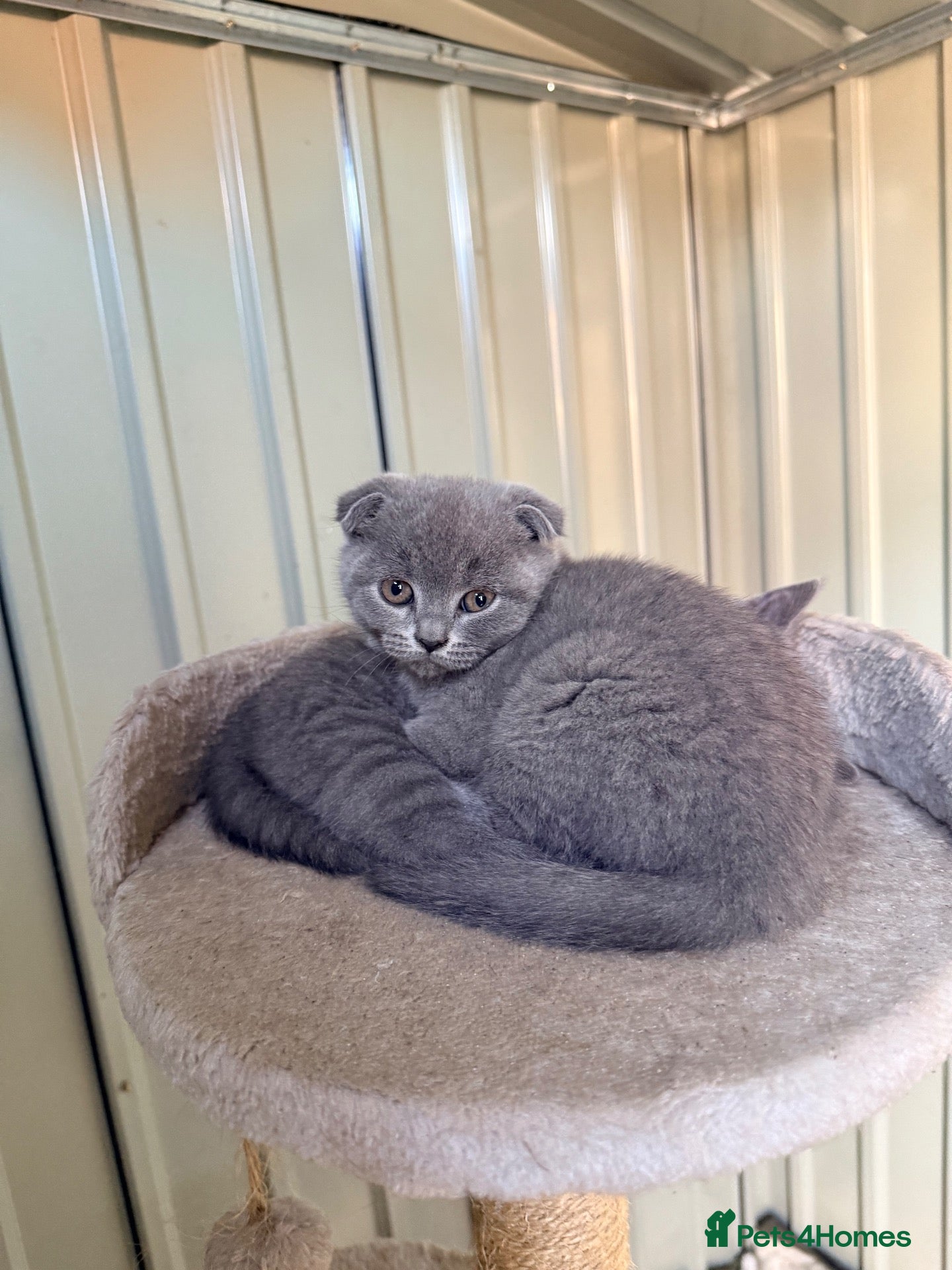 British Shorthair cats Scotish fold /British shorthair kittens  - Advert 8