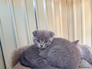 British Shorthair cats Scotish fold /British shorthair kittens - Advert 4