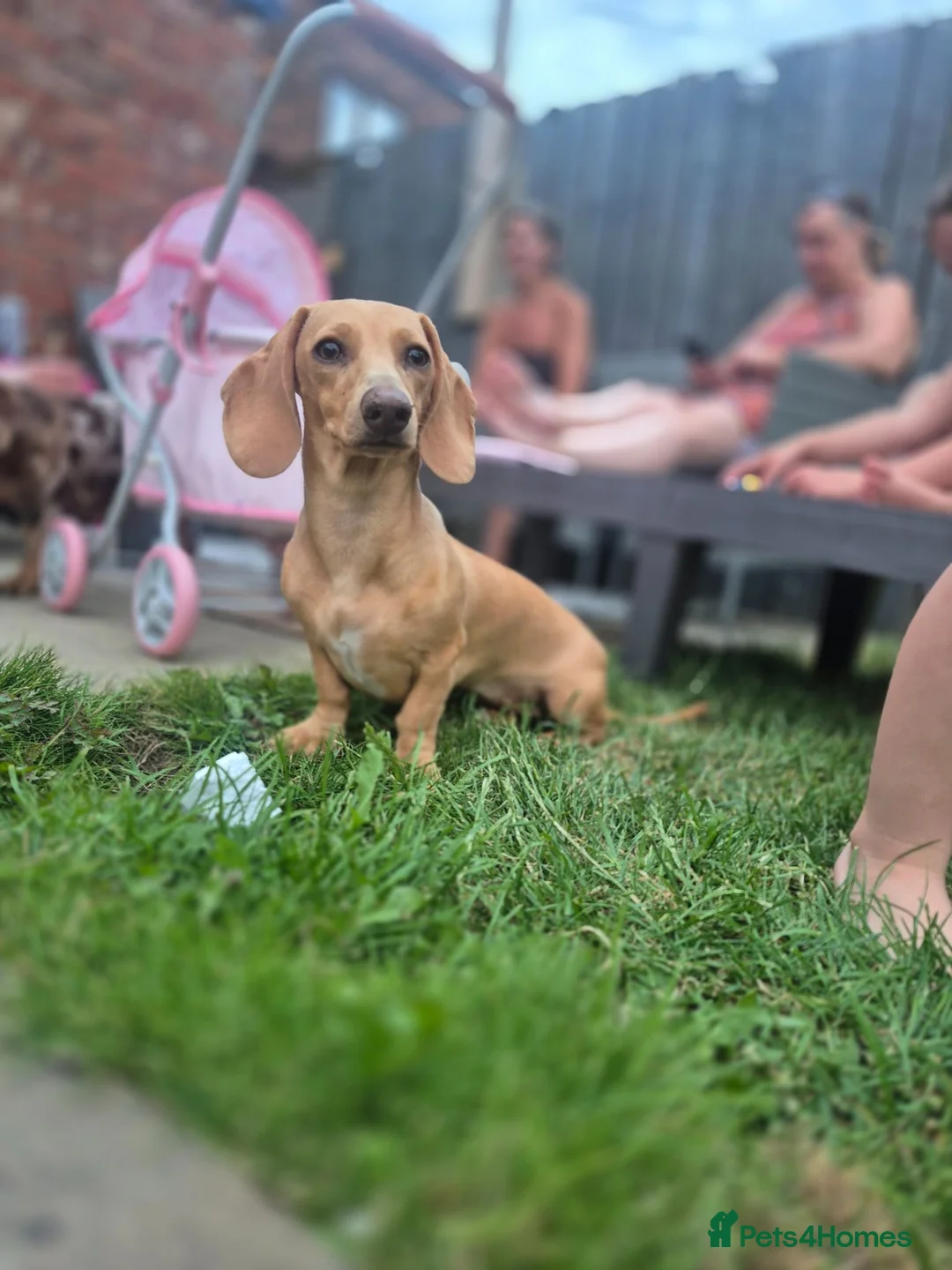 Miniature Dachshund dogs for sale: 8 months old miniature dachshund  in Hull - Advert 1