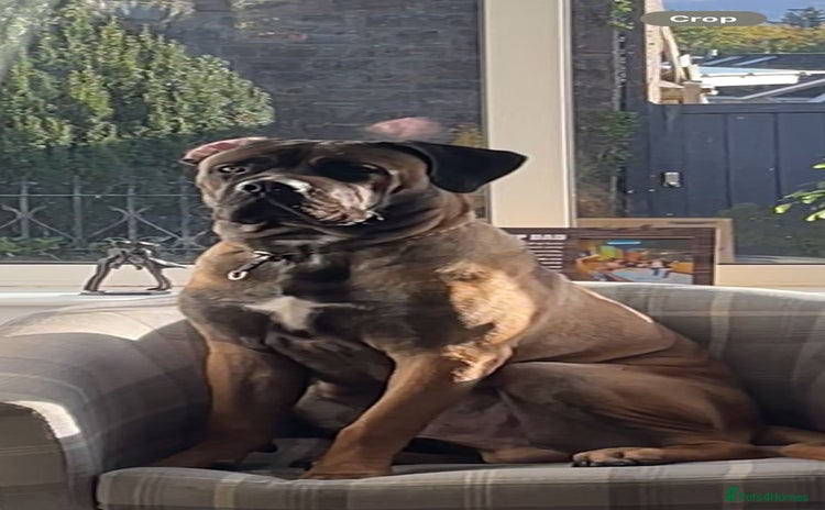 Cane Corso dogs 11 month Odin - Advert 2