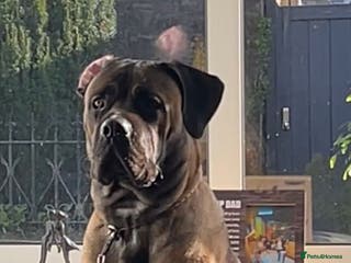 Cane Corso dogs 11 month Odin - Advert 3