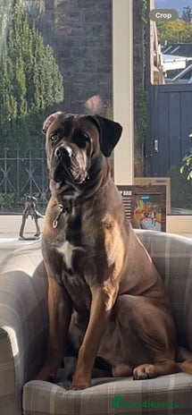 Cane Corso dogs 11 month Odin - Advert 2