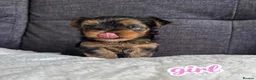 Yorkshire Terrier dogs for sale: Outstanding Pedigree Yorkshire Terrier Puppies ❤️ - Advert 14