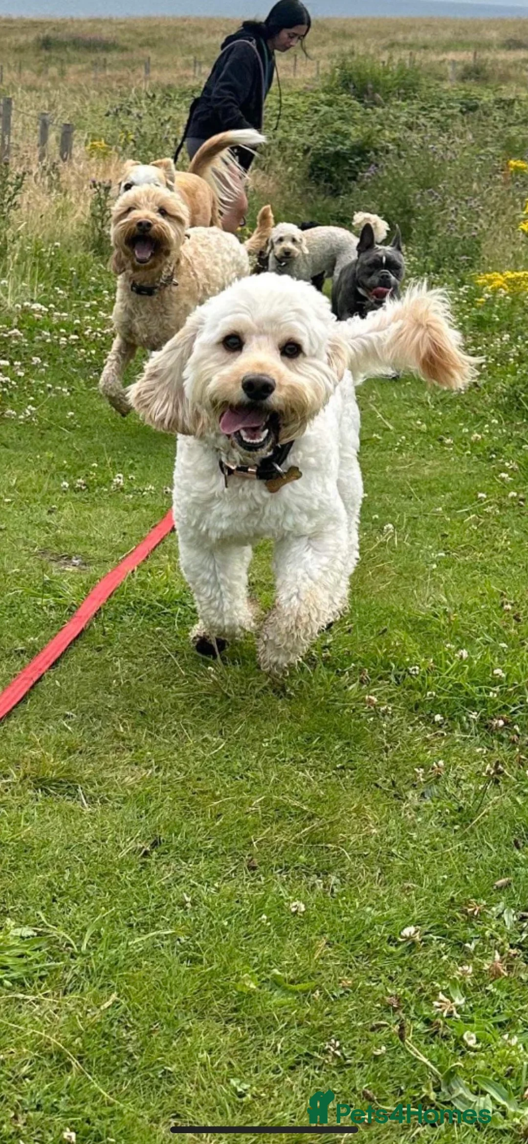 Cockapoo dogs for stud: Beautiful apricot cockapoo for stud in Hartlepool - Advert 14