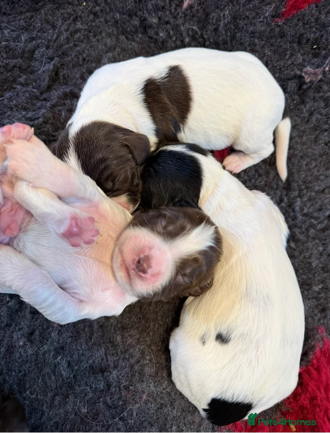 English Springer Spaniel dogs for sale: KC registered spring spaniel pups ready now in York - Advert 16