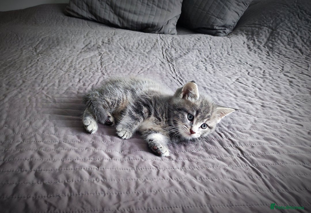 Mixed Breed cats for sale: 🐾 Affectionate Maine Coon Mix Kittens for Sale 🐾 - Advert 21