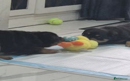 Rottweiler dogs for sale: 8 week old female Rottweiler puppy  - Image 5