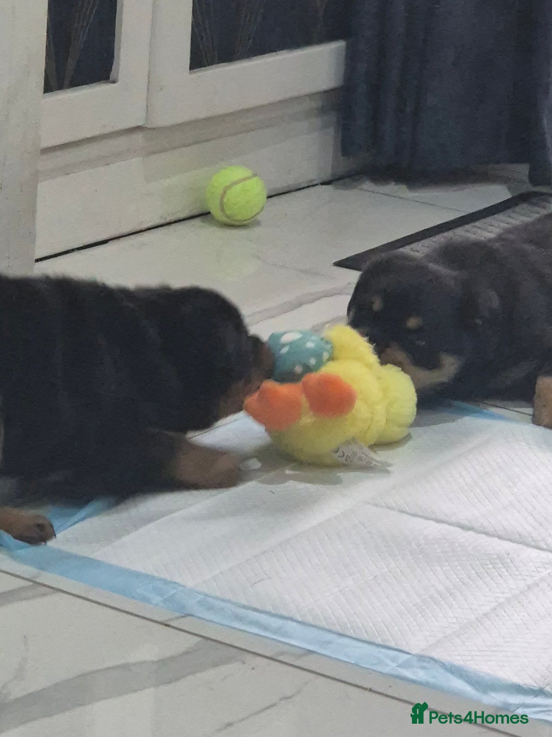 Rottweiler dogs for sale: 8 week old female Rottweiler puppy  - Image 5