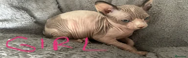 Sphynx 3