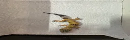 Leopard Gecko reptiles for sale: Baby Leopard Geckos - Advert 3