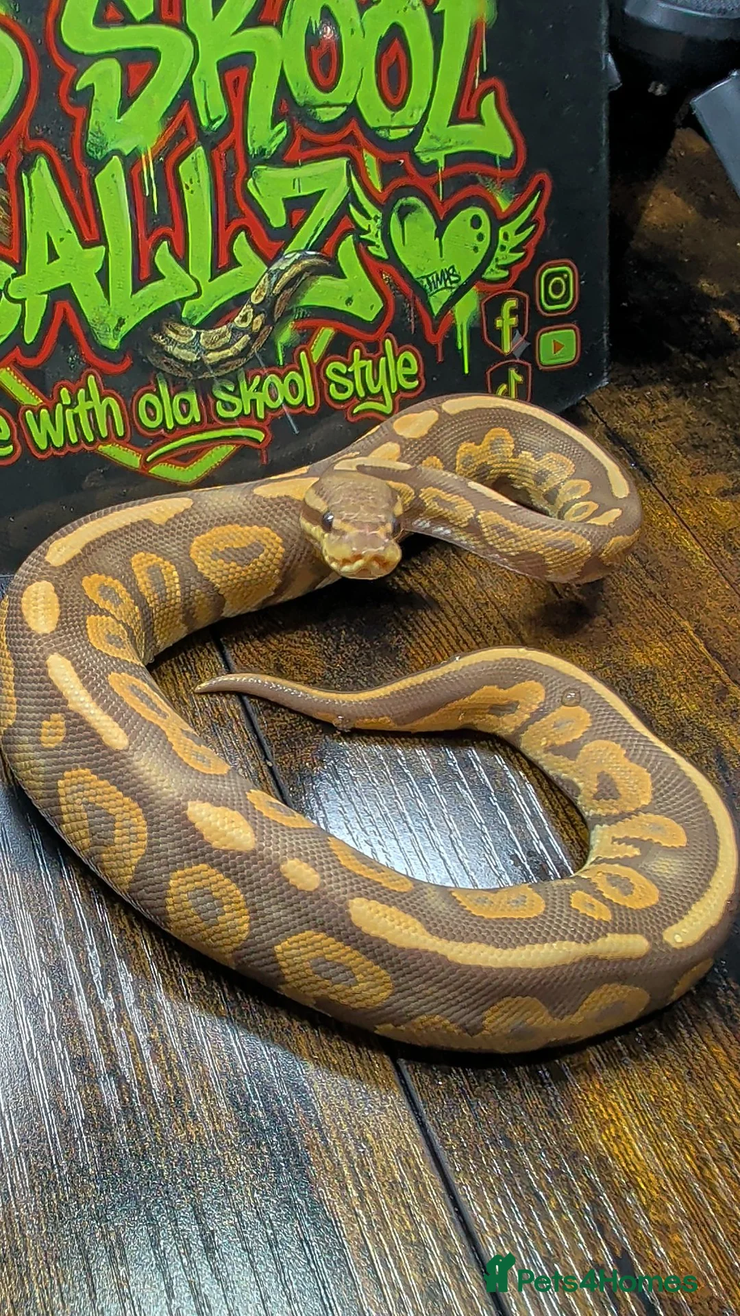 Python Snake reptiles for sale: Cinnamon ultramel  - Advert 2