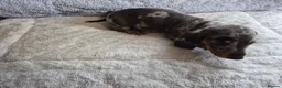 Miniature Dachshund dogs for sale: Miniature Dachshund puppies  in Barnsley - Advert 11