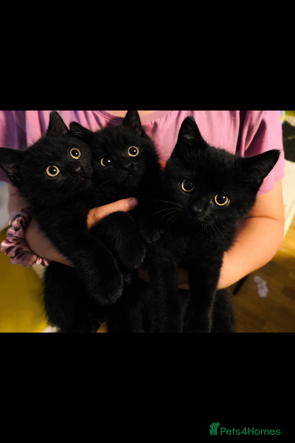 Mixed Breed cats Beautiful British shorthair cross kittens - Advert 3