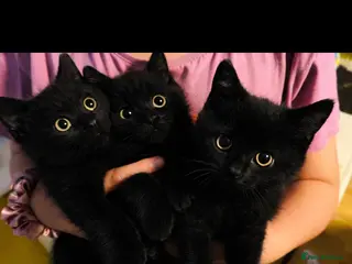 Mixed Breed cats Beautiful British shorthair cross kittens - Advert 8