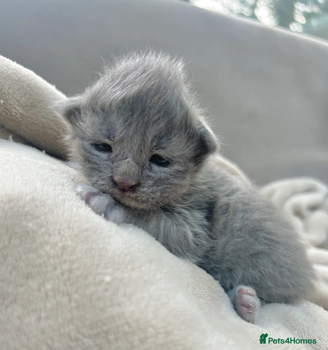 Maine Coon cats for sale: Stunning TICA registered blue-smoke kittens - Advert 4