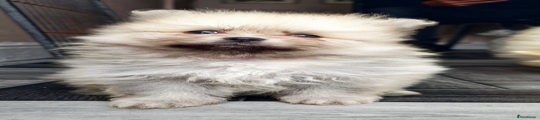 Pomeranian Puppy 1