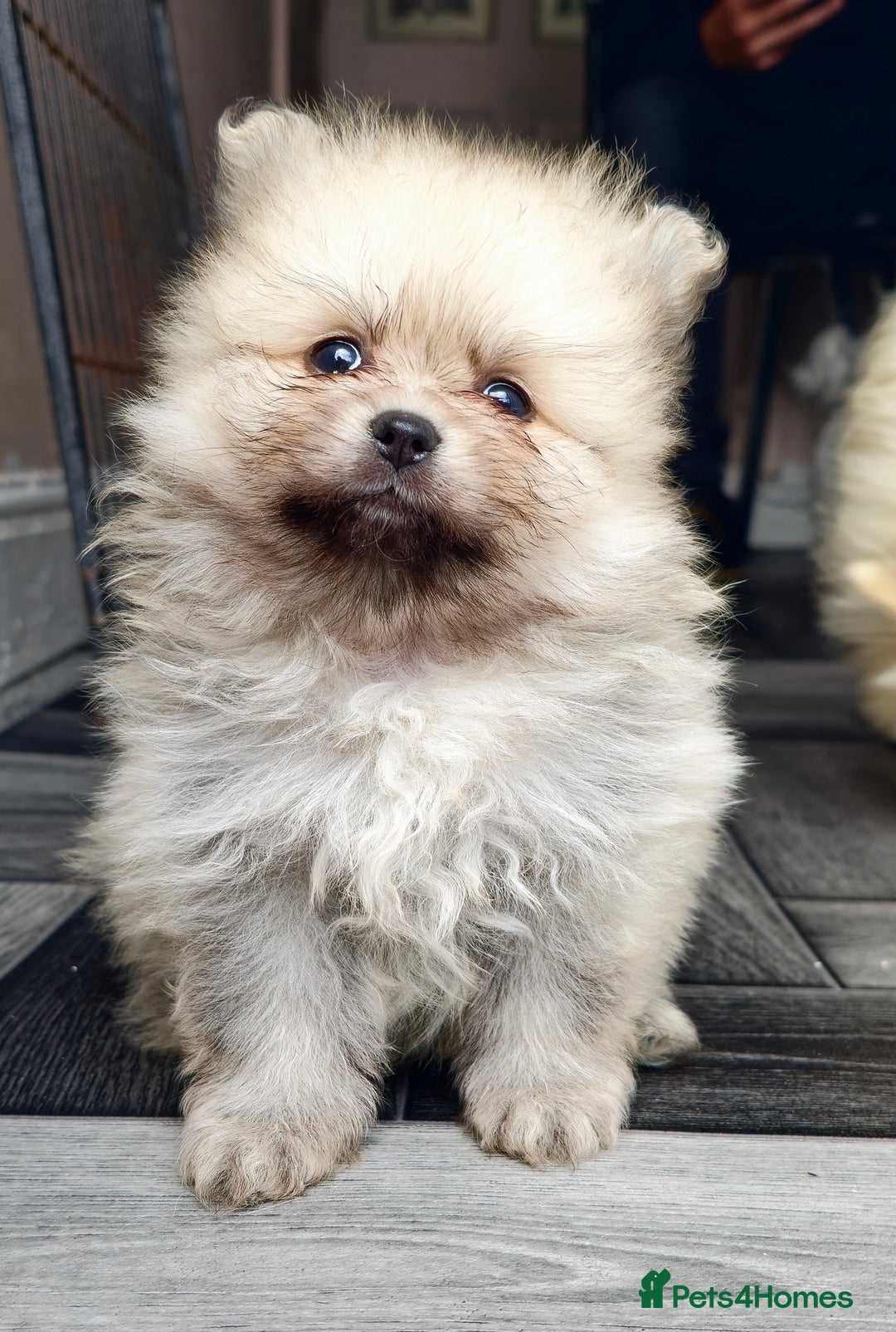 Pomeranian dogs for sale: Xxs pomeranians - Image 4