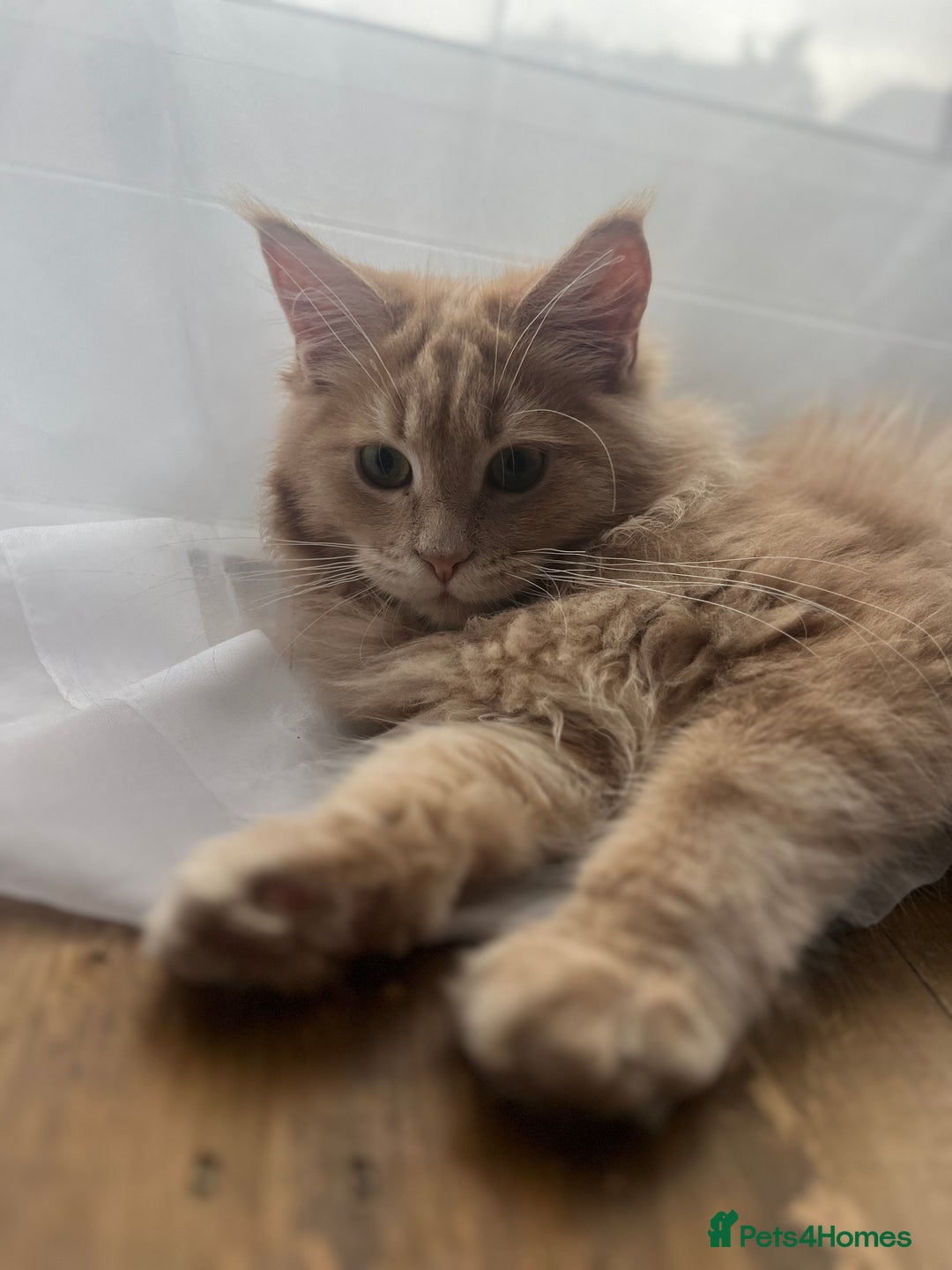 Maine Coon cats for sale: Last 2 boys left   - Image 15
