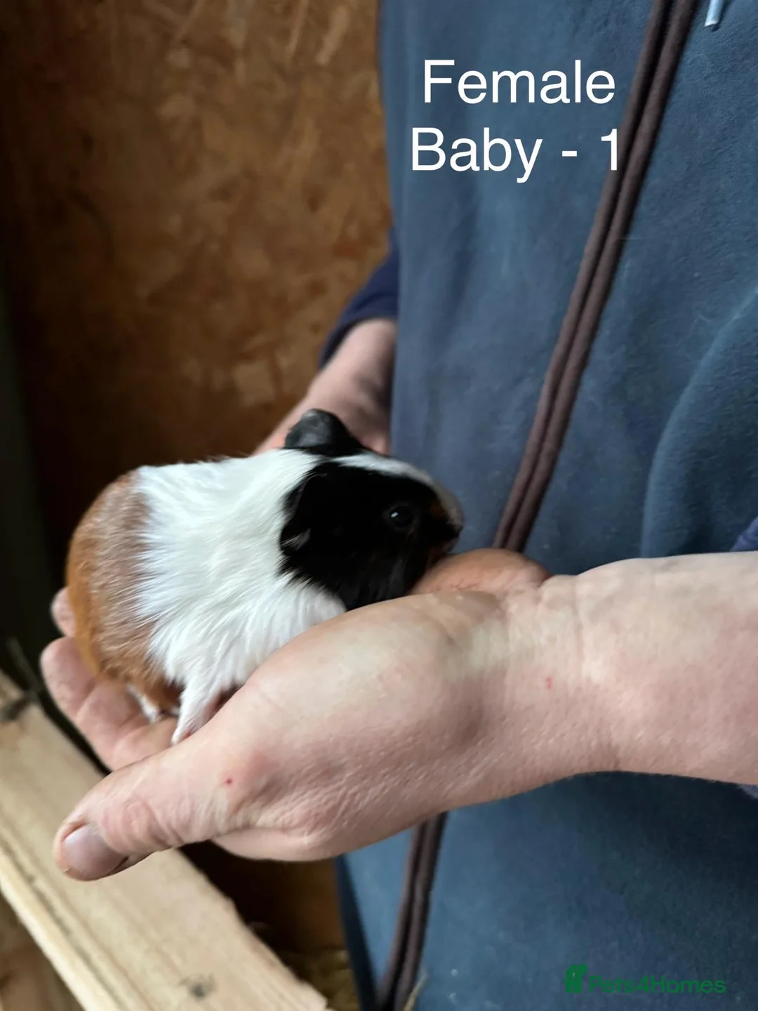 Guinea Pig rodents for sale: Mixed guinea pigs - Advert 10