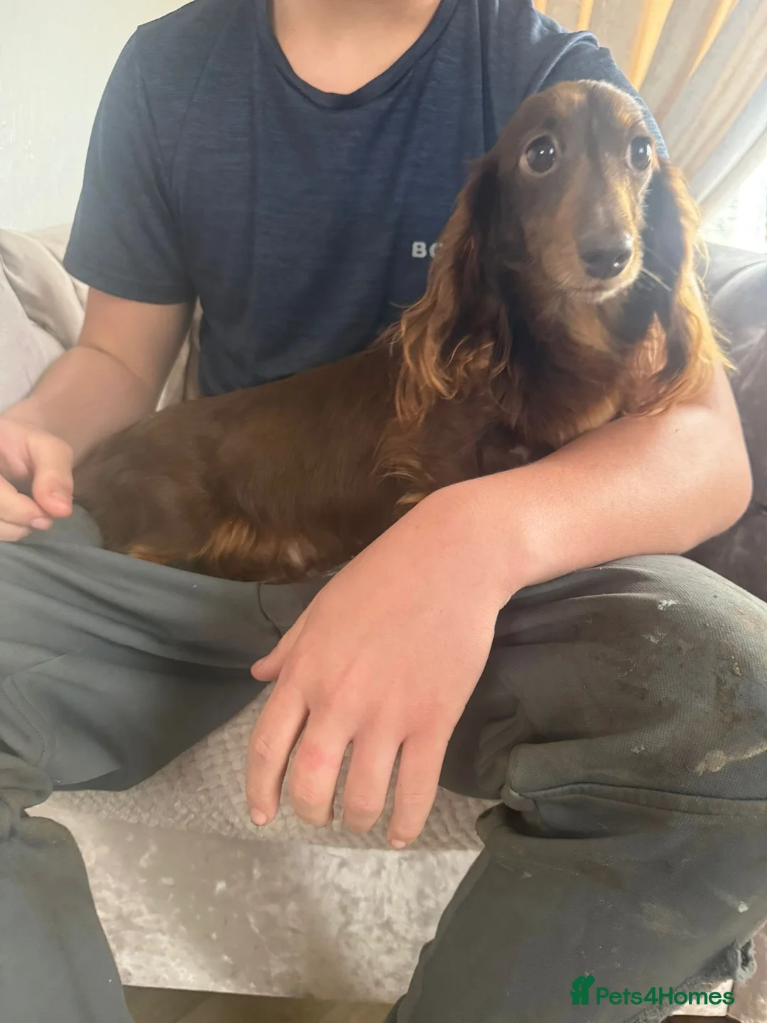 Miniature Dachshund dogs for sale: minature long haired dachshund puppies available  - Advert 3