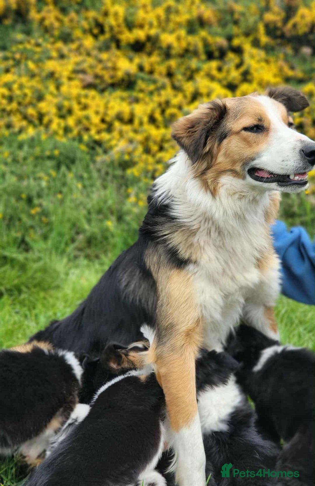 Mixed Breed dogs for sale: 2Males Beautiful puppies left out of 7 . - Image 1