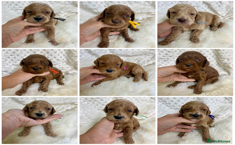 Mini Goldendoodle dogs Top Quality Miniature Goldendoodle puppies - Advert 1