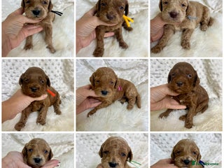 Mini Goldendoodle dogs Top Quality Miniature Goldendoodle puppies - Advert 11