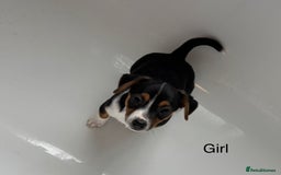 Jack Russell dogs for sale: Jack Russell Puppies for sale  - Image 2