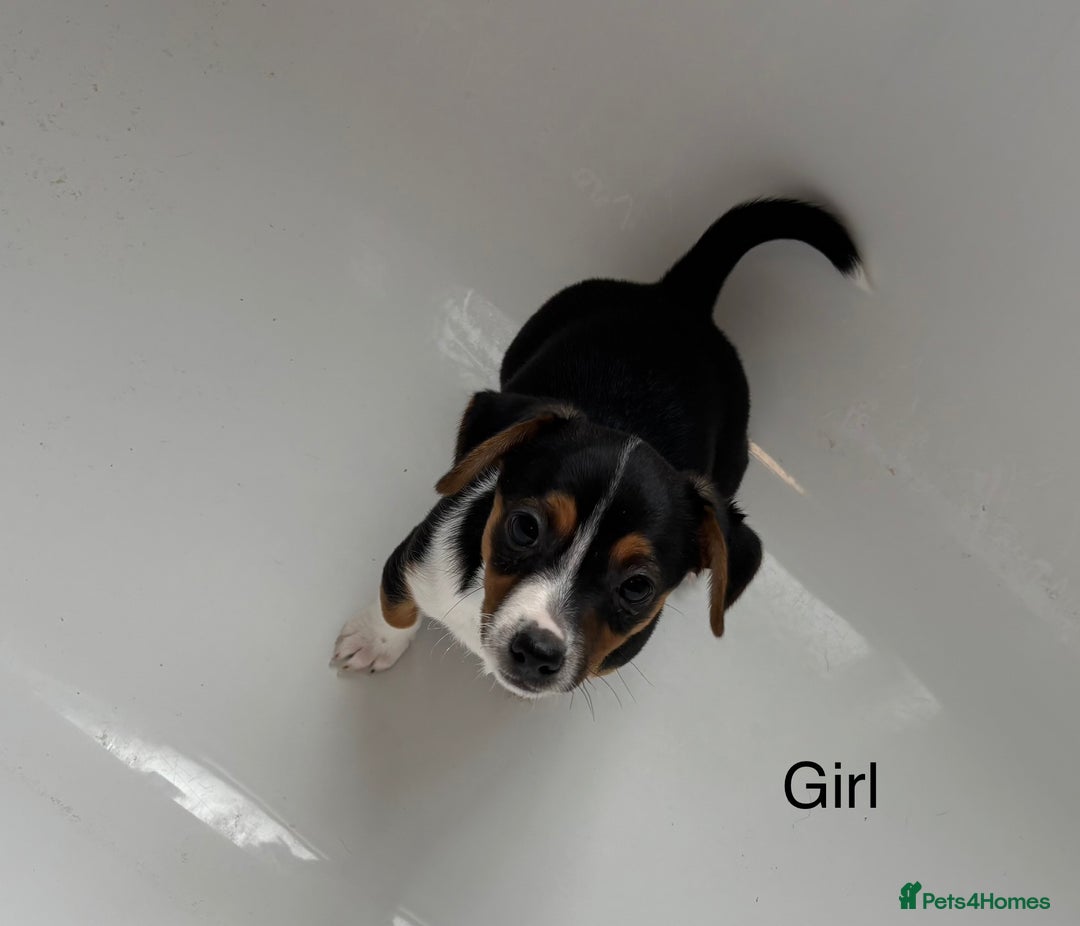 Jack Russell dogs for sale: Jack Russell Puppies for sale  - Image 2