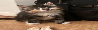 Mixed Breed 4- Fluffy Tortoise shell (Ginger, white and black) 