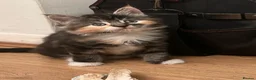 Mixed Breed cats for sale: 5 little kittens ready for loving homes  in Stanford-le-Hope - Advert 6