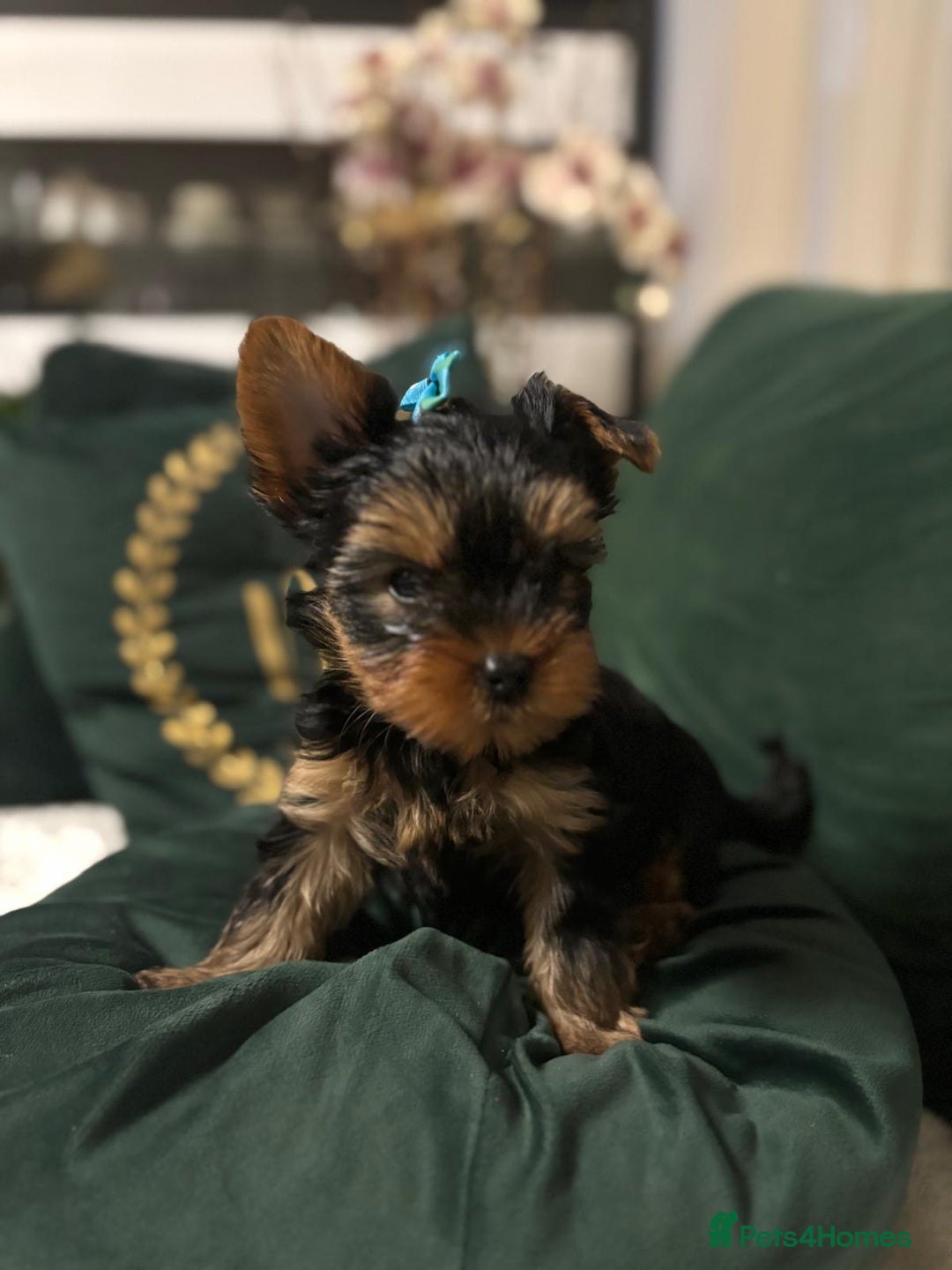 Yorkshire Terrier dogs for sale: ✨Four Adorable Yorkshire Terrier Puppies For Sale✨ - Advert 24
