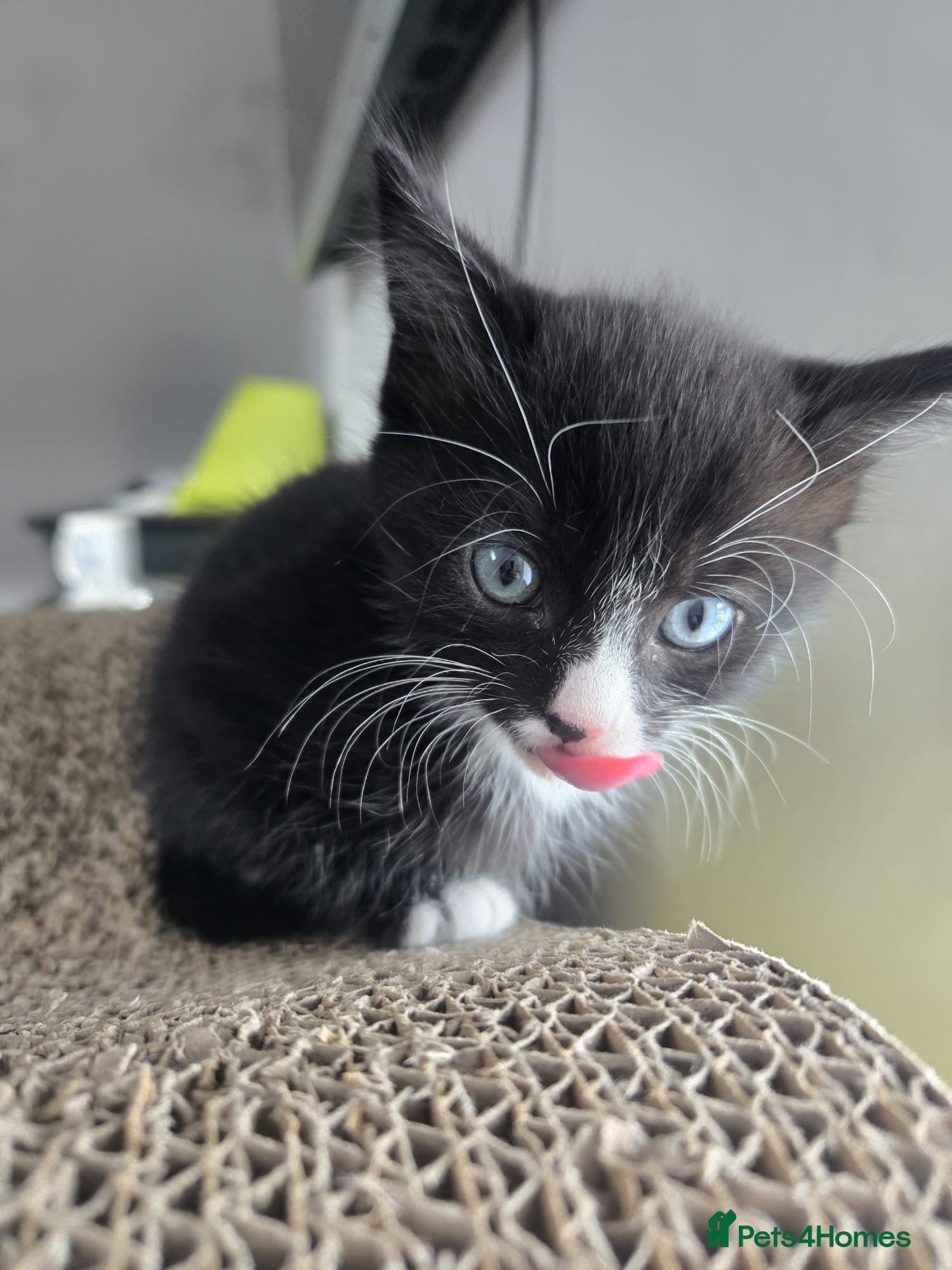 Mixed Breed cats Mix bred charming boys  - Advert 14