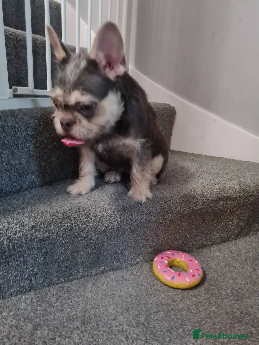 French Bulldog dogs for sale: Furnished french bulldog puppies  - Advert 13