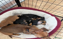 Jack Russell dogs for sale: Miniature jack Russell puppies - Image 11