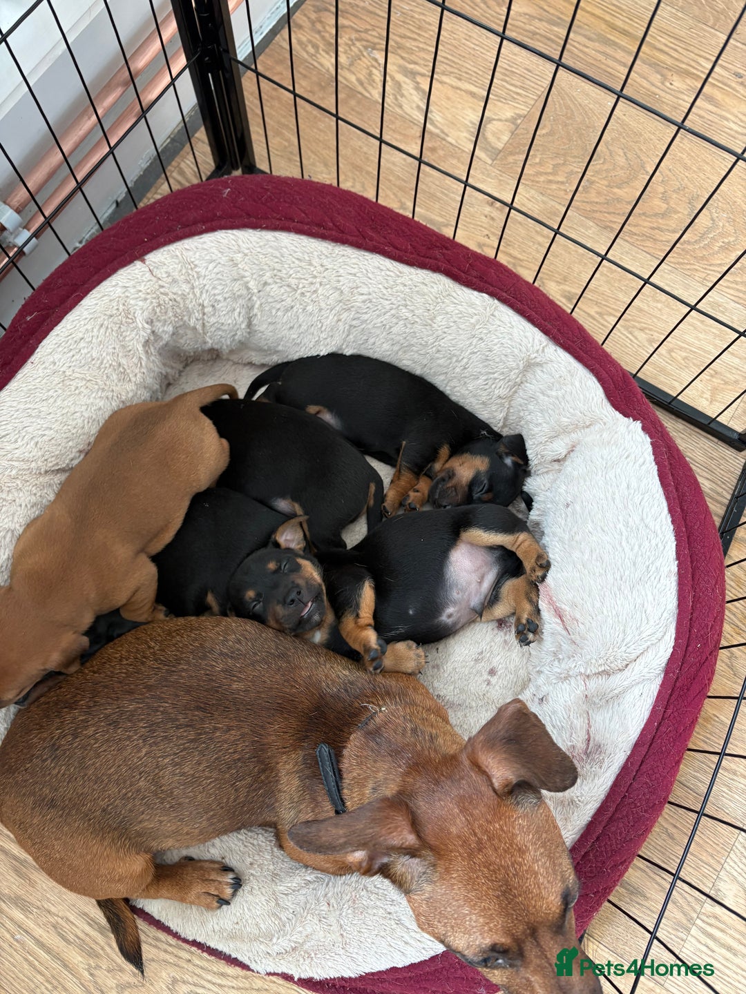 Jack Russell dogs for sale: Miniature jack Russell puppies - Image 11
