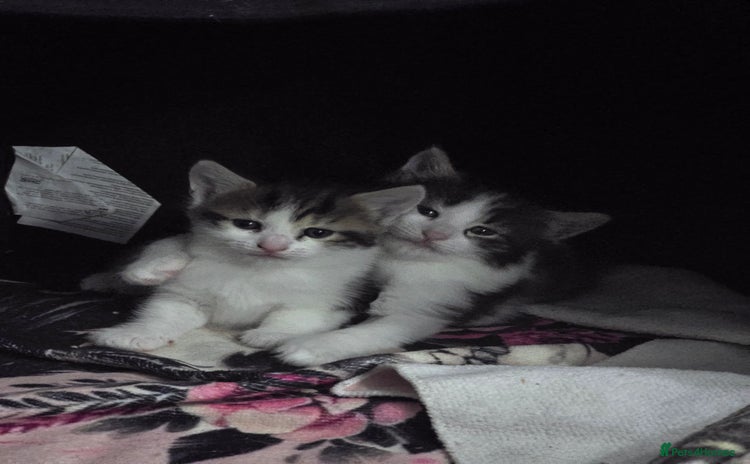 Mixed Breed cats - Advert 6