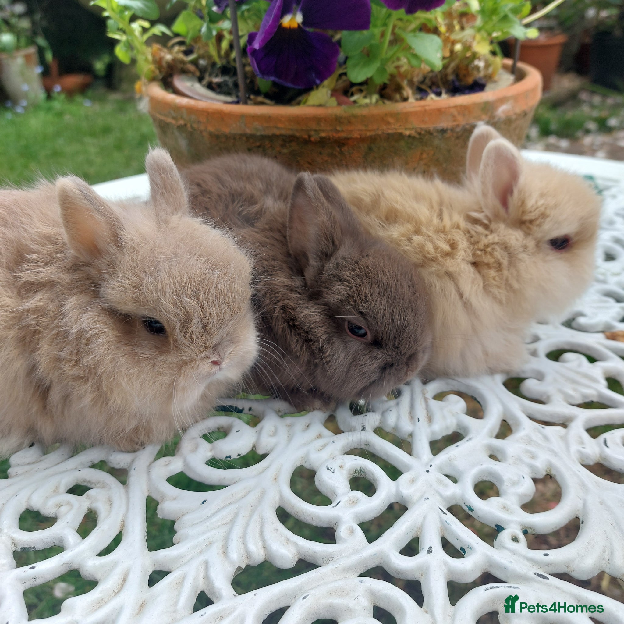 Netherland Dwarf rabbits for sale: NEATHERLAND DWARF BABIES  - Advert 6