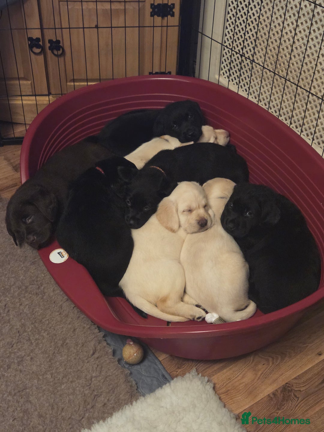 Labrador Retriever dogs for sale: Stunning litter of chunky pups - Advert 2