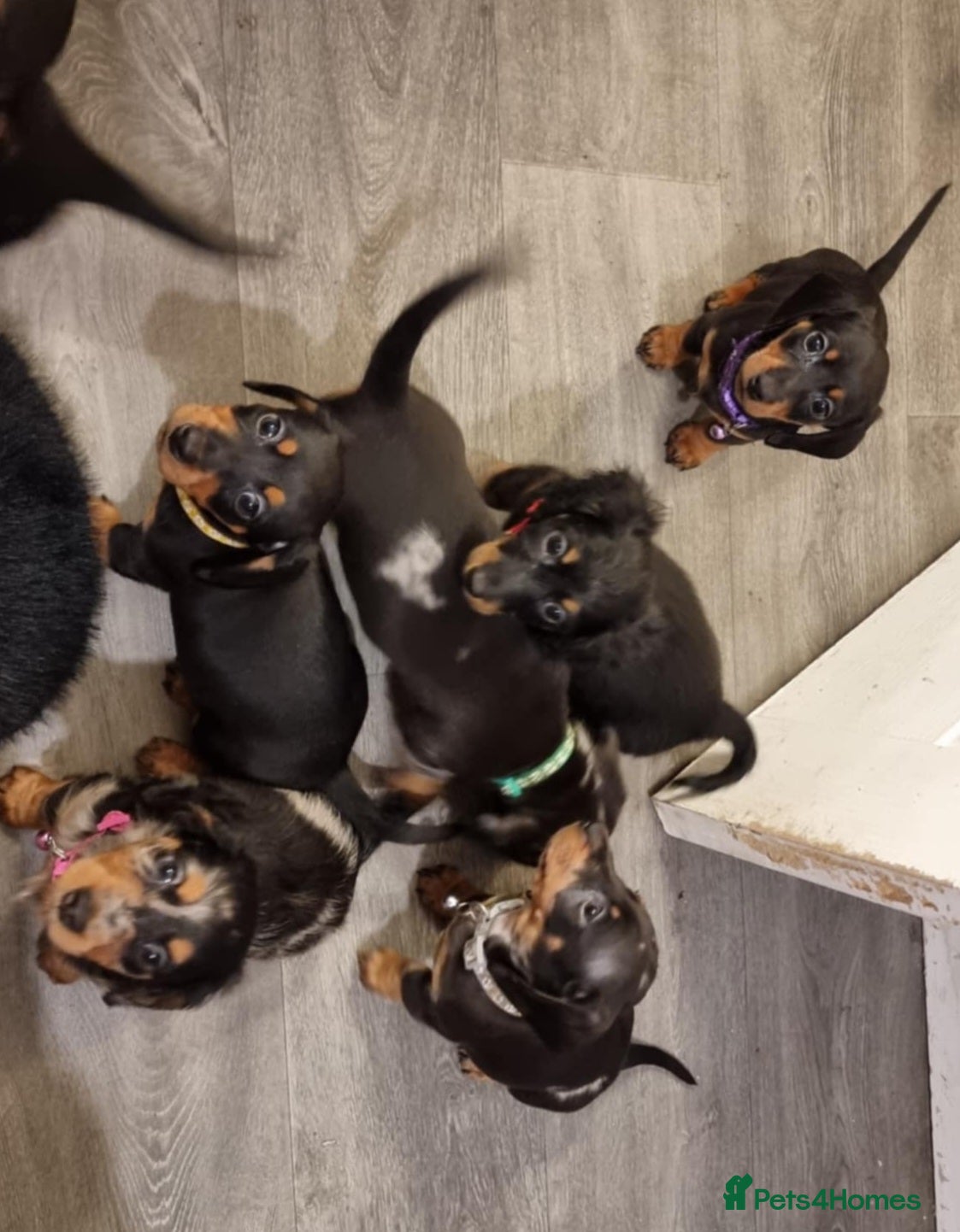 Dachshund dogs Lovely mini dachshund puppies  - Advert 16