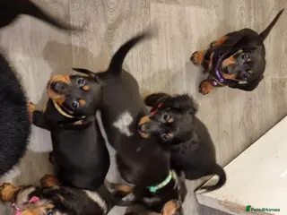 Dachshund dogs Lovely mini dachshund puppies - Advert 16