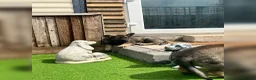 German Shepherd dogs for sale: KC Reg full health tested gorgeous pups ❤️ - Advert 27