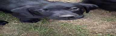 Labrador Retriever 4
