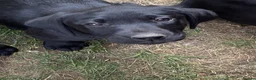 Labrador Retriever dogs for sale: DRAKESHEAD LABRADOR RETRIEVER - Advert 21