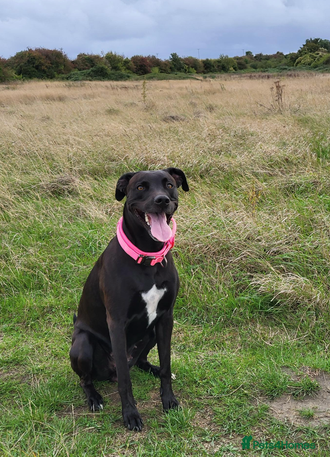 Mixed Breed dogs for sale: Alaunt type dogs - Advert 3