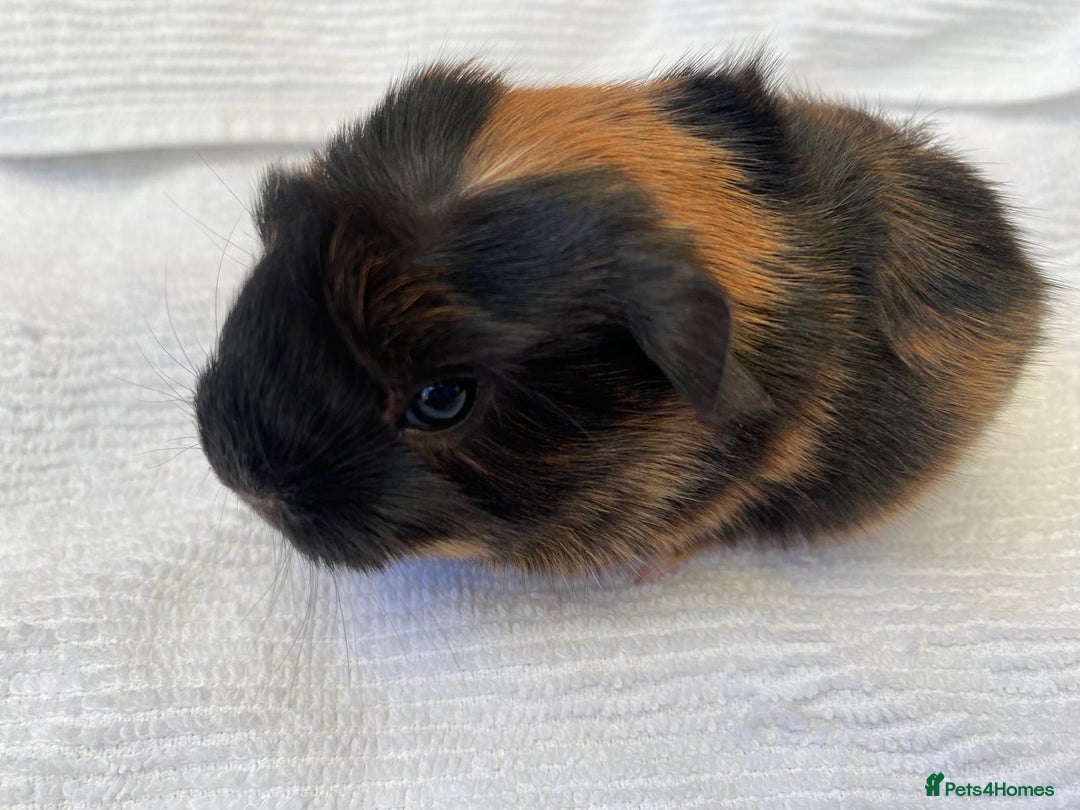 Guinea Pig rodents for sale: 3 beautiful baby guinea pigs  - Image 4